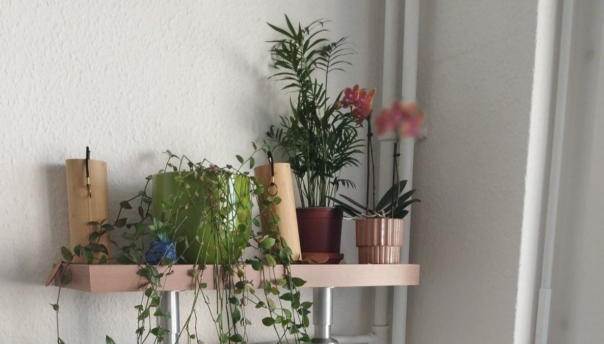 Plantes vertes Une étagère pleine de plantes vertes :)